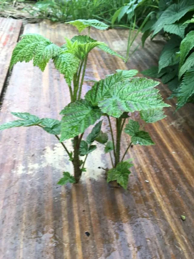А сегодня берем урок у природы🌱